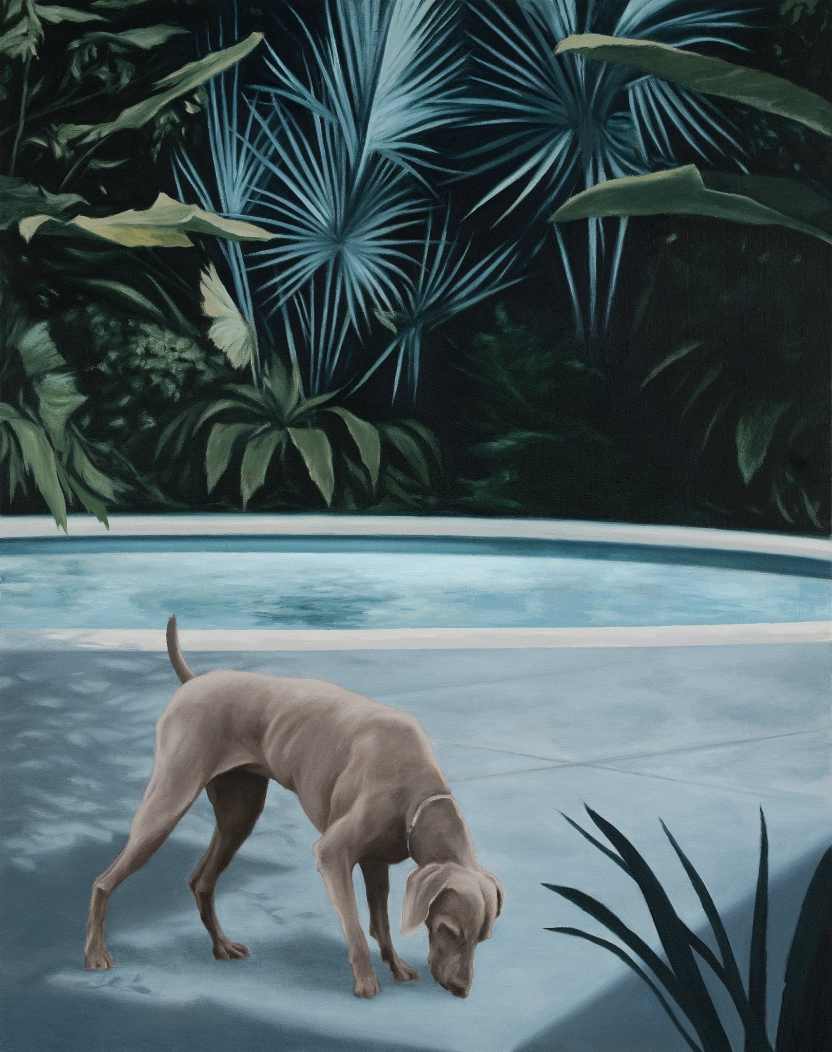 Morning Solitude 2024 — Weimaraner at poolside with tropical garden, limited edition archival pigment print by South African artist Andrew Kayser